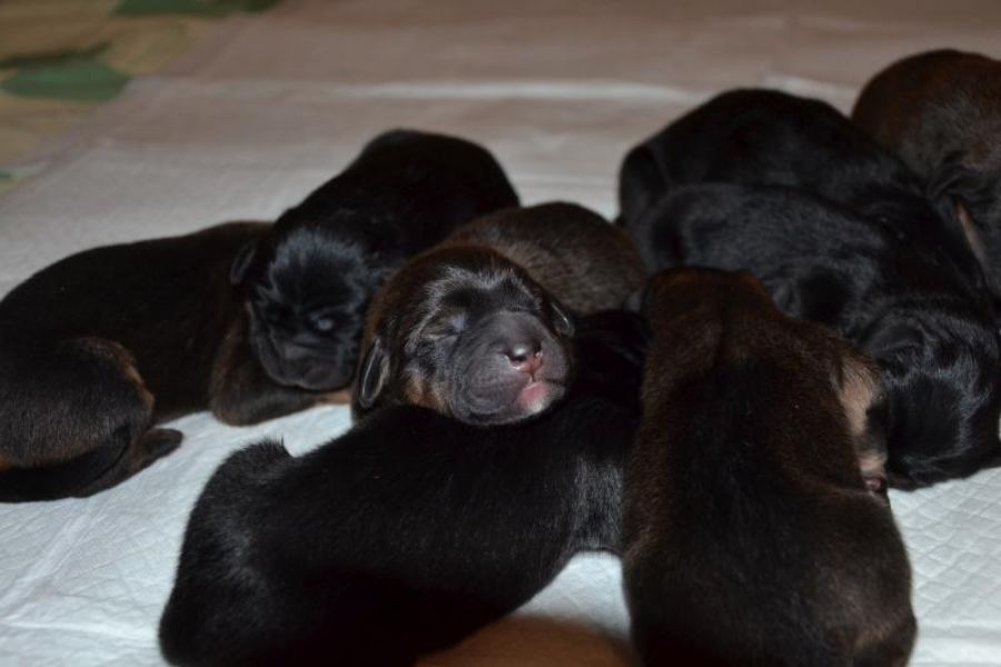 Tibetan Mastiff puppy with pedigree