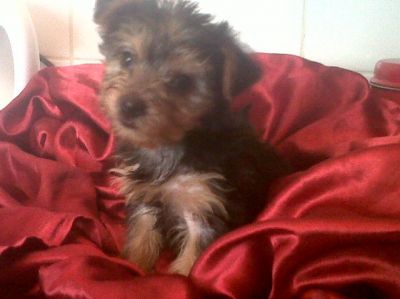 CUTE YORKS PUPS AVAILABLE