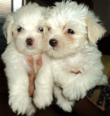 A Precious and loving teacup Maltese puppy for adoption