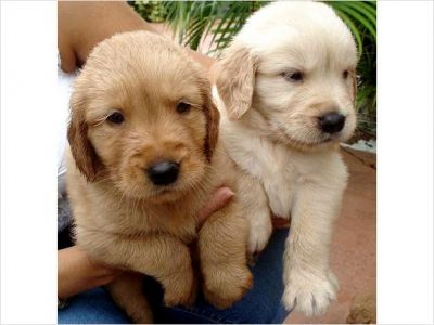 Akc reg Golden Retriever puppies looking ror thier new homes