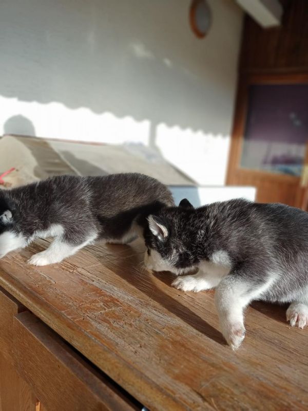  male and female  husky puppies