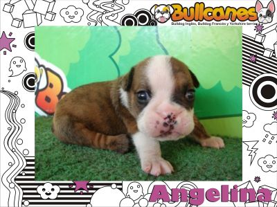 English Bulldog For Sale The best! – Bullcanes.net