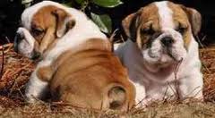 Lovely and playing english bulldog puppies for sale.