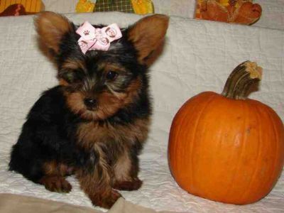 cute male male female teacup yorkie puppies needs a new home