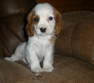 Upcoming Gorgeous Cavalier King Charles Pups KC Registered,Micro-Chipped,Vet Checked Ready Soon!!,,,