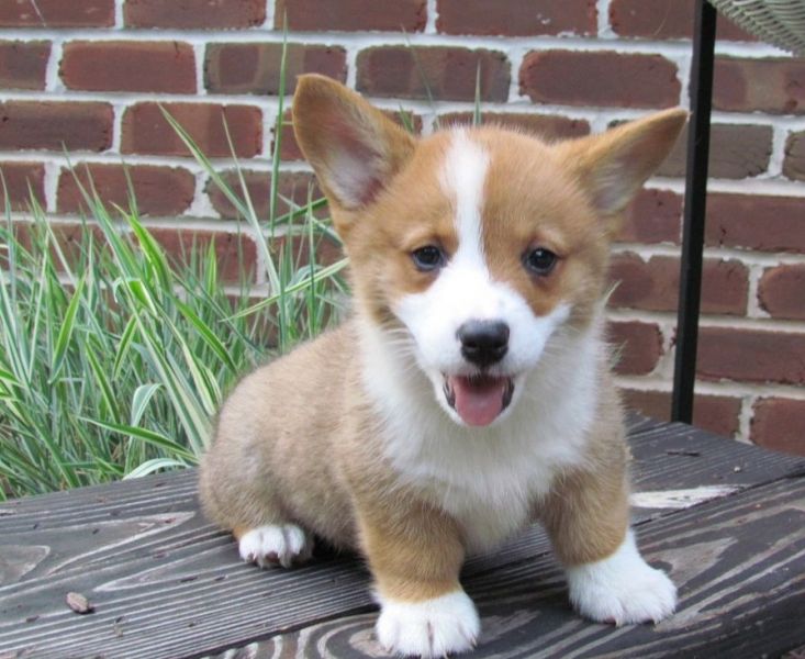 Adorable Pembroke Welsh Corgi looking for new homes