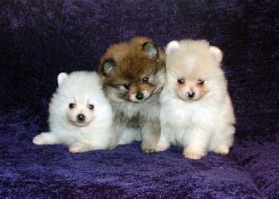 Cute and Charming Pomeranian Puppies Available Text (701) 660-2572