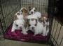 english bulldog puppies for free adoption