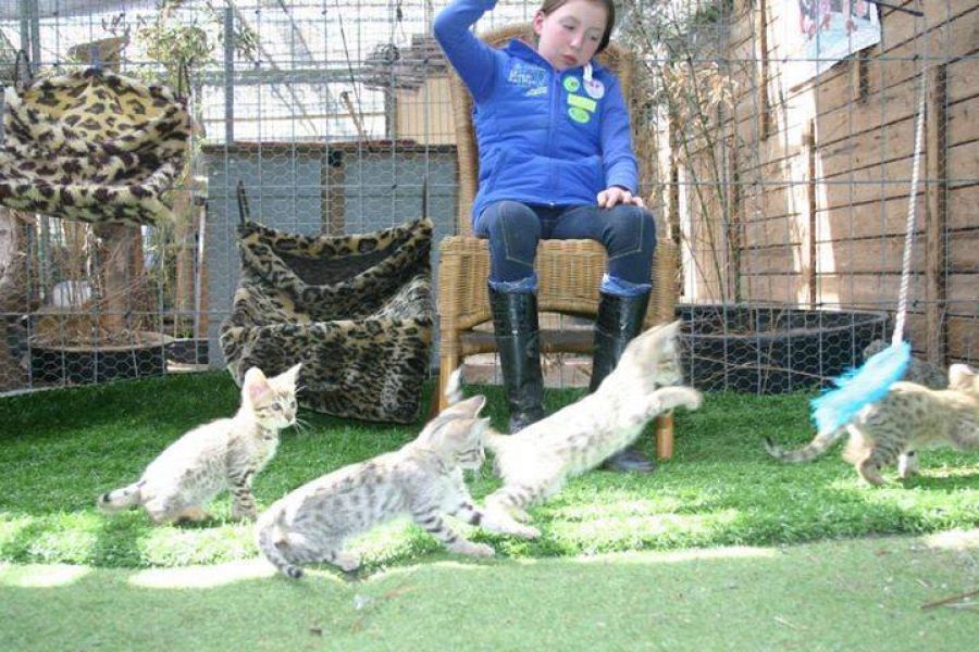 Caracals, Ocelot,cheetahs, Serval And F1 Savannah Kittens