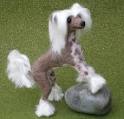 Chinese Crested Dogs at give away prices