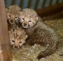 Big cats,Savanah Kittens,Cheetah cubs kittens,Bengal kittens