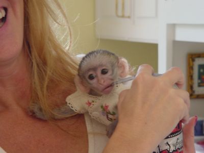 Charming  baby capuchin monkey for adoption(prettyagnes09@gmail.com)