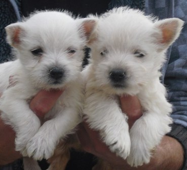 White West highland Terrier puppies for all 
