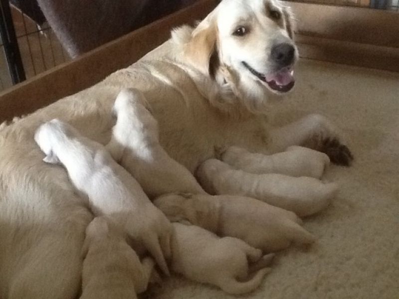  300$Beautiful Golden Retriever For Sale. (304) 249-8561