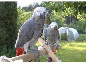  Pair of Talking congo African Grey Parrots