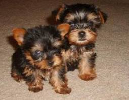 Fabulous Teacup Yorkshire Terrier Puppies For Adoption
