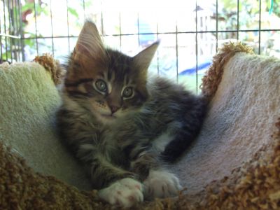 MAINE COON KITTENS