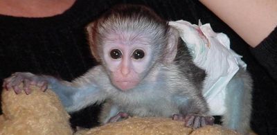 Adorable baby capuchin for a loving home,