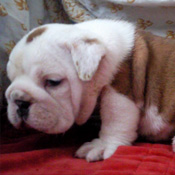 wonderful english bulldogs puppies
