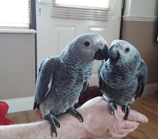 Talkative male and female African Grey parrots available now for sale