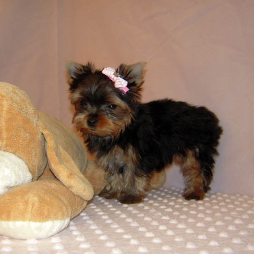 Awesome x-mas tEACUP Y.o.r.k.i.e Puppies for Adoption