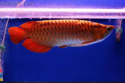 Super  AROWANA  FISHES  with  Aquarium  Tank  FOR SALE