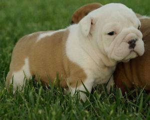 Cute and Adorable English Bulldog Puppies For Adoption
