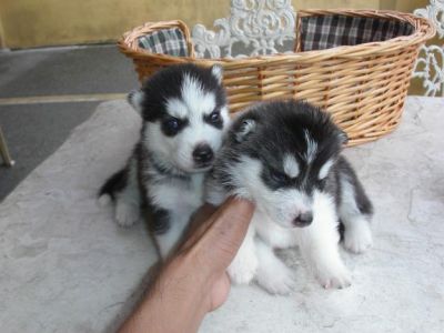 Top Quality AKC Siberian Husky puppies