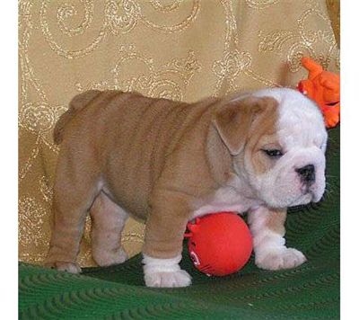 Adorable English Bulldog puppies