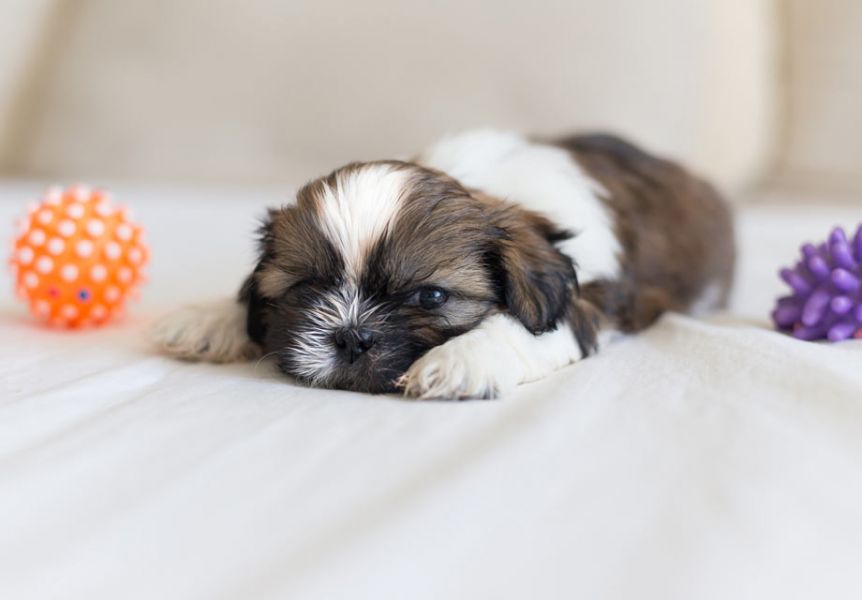 Better Shih Tzu Puppies