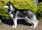 lovely and adorable Siberian husky puppy for adoption