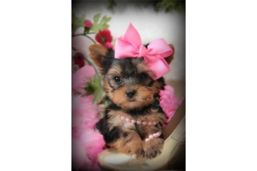 Adorable Yorkie Puppies For Adoption (205) 212-1936