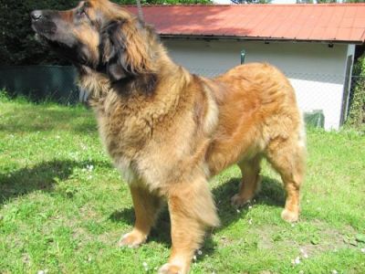 Leonberger puppies for sale with pedigree