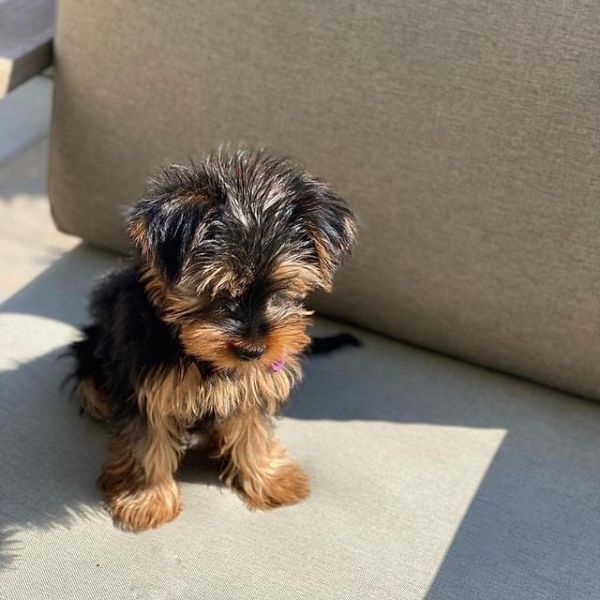 2 Beautiful Yorkshire Terrier Puppies for sale. 
