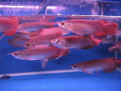 Red Arowana