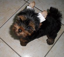 Adorable Yorkie Puppies For Adoption