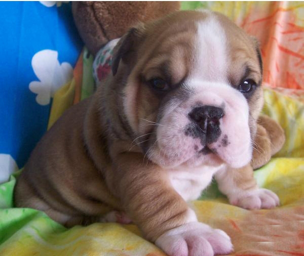 Cute and Adorable English Bulldog Puppies