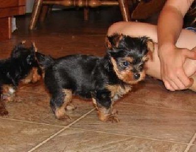 Champion Teacup Yorkie puppies for adoption 