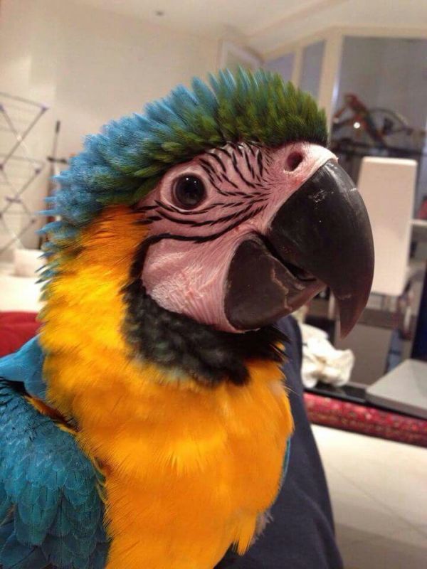 Ara macaw parrot for Adoption