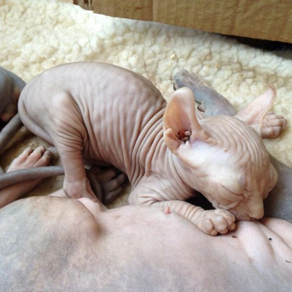 Beautiful Canadian Sphynx kittens