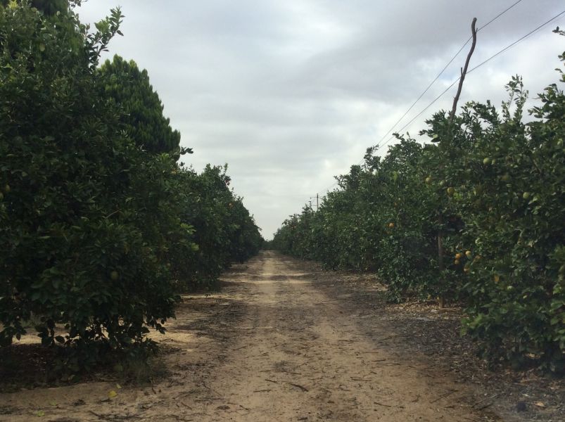 Farms of Orange Cairo Alex Desert Road For Sale | Egypt
