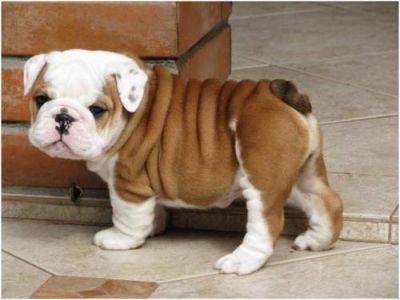 KC Registered English Bulldog Puppies Available!