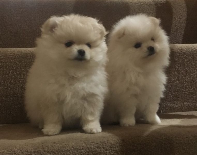 Pomeranian Dogs and Puppies for sale