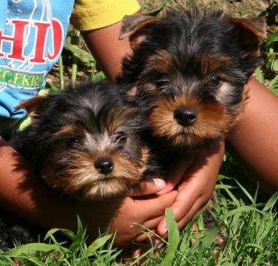 Toy sized Yorkshire Terrier Puppies .