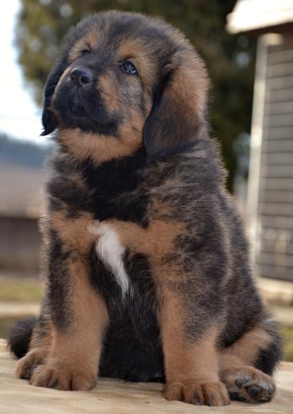 Tibetan Mastiff puppies with pedigree