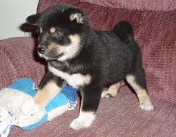 cutes shiba inu puppies for a new home
