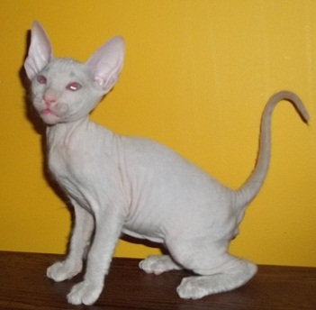 HAIRLESS Don Spyhnx and Peterbald KITTENS