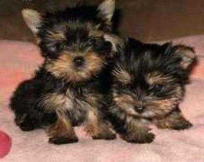  Adorable male/female AKC Yorkie puppies for free adoption