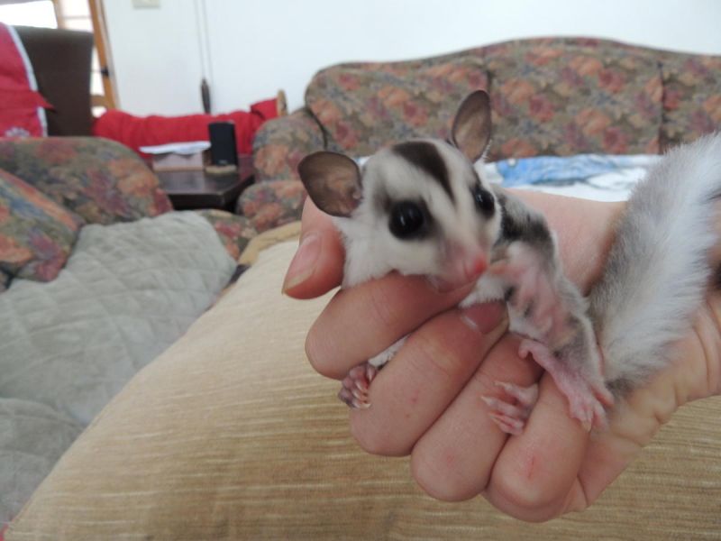  Male & Female Sugar Glider Pair 