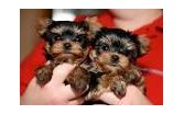 We have two beautiful Yorkie puppies, (647) 793-3114